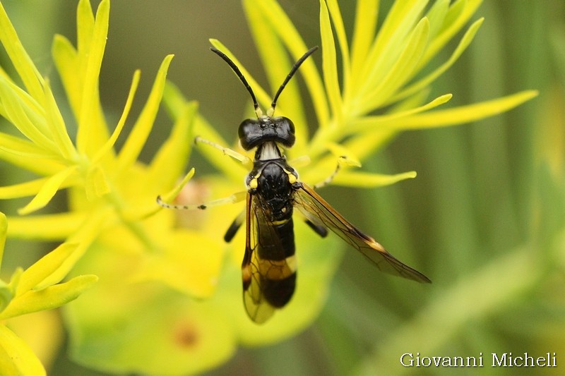 Tentredine da ID: Tenthredo zonula